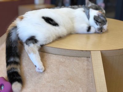 猫カフェぷちまりー 猫ちゃん達の暇つぶし ラソラ札幌 札幌市白石区のショッピングセンター