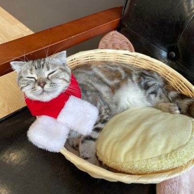 猫カフェぷちまりー クリスマスプレゼント ラソラ札幌 札幌市白石区のショッピングセンター