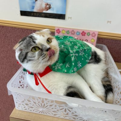 猫カフェぷちまりー クリスマスプレゼント ラソラ札幌 札幌市白石区のショッピングセンター
